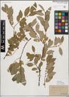 Foto von Salix myrsinifolia Salisb.